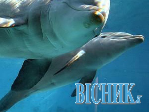 На Вінниччині вкрали... двох дельфінів вартістю 200 тисяч євро!