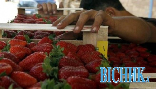 Росія знищить 12 тонн української полуниці