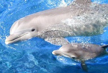 Дельфінятко народилося під час шоу