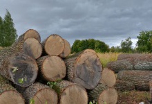 Волинські хочуть захистити від вирубки електронним реєстром обігу деревини