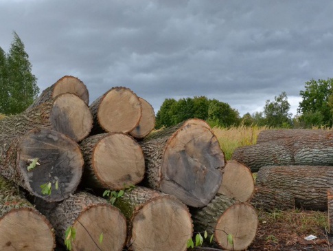 Волинські хочуть захистити від вирубки електронним реєстром обігу деревини