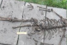 У Дубно жінка знайшла скелет на подвір’ї біля будинку