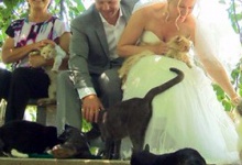 На весілля запросили... тисячу котів