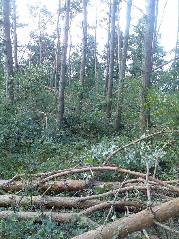 На Волині вітри наламали дерев у лісах на 24 тисячі кубометрів