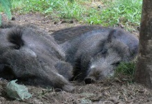 У лісі на Волині знайшли туші диких свиней — африканська чума?