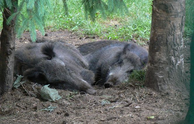 У лісі на Волині знайшли туші диких свиней — африканська чума?