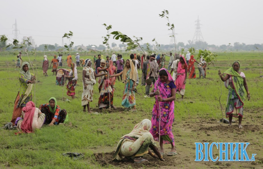 В Індії посадили 49 мільйонів дерев за добу