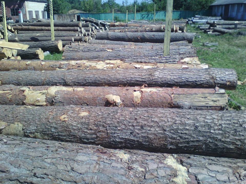 Волинські лісгоспи торгували необлікованою деревиною через офшори?