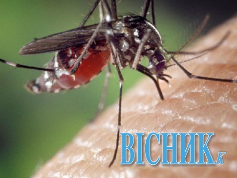Вчені вивели... генно модифіковані комарі