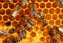 На Косівщині розводять аборигенних... бджіл