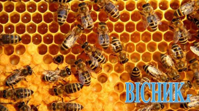 На Косівщині розводять аборигенних... бджіл