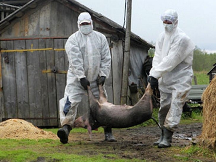 Африканська чума свиней докотилася до Волині
