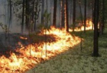 Луцькі прикордонники разом з лісівниками погасили пожежу на кордоні з Білоруссю
