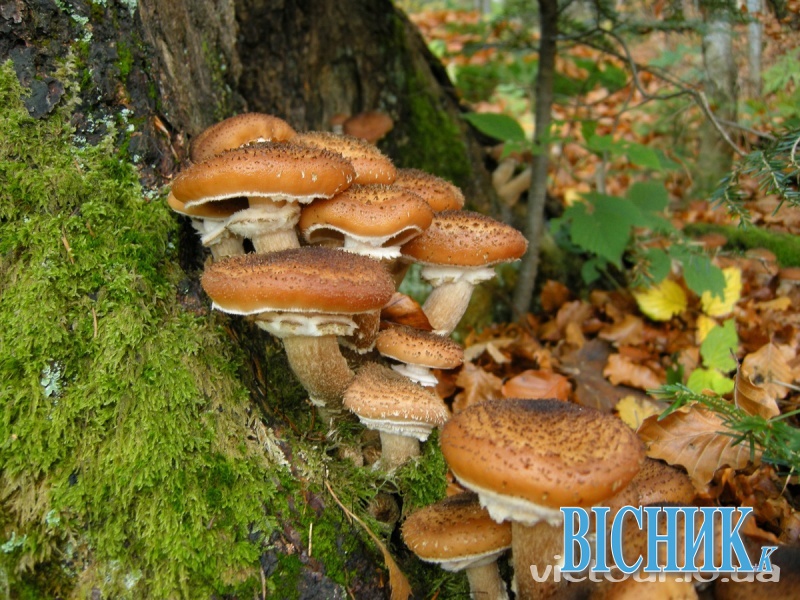 Родина грибників у лісі блукала майже добу