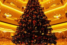 Де у Луцьку продаватимуть хвойні дерева до новорічно-різдвяних свят