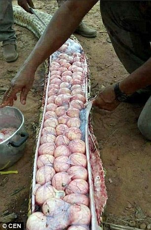 У вбитому пітоні знайшли 60 яєць