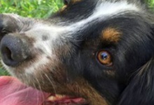 Собаку з двома носами врятували від присипляння. ФОТО