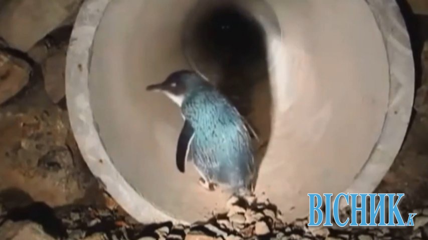 Для пінгвінів побудували підземний перехід