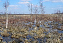 Черемське болото на Волині отримало статус міжнародного значення