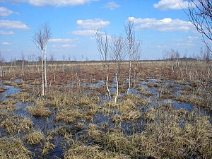 Черемське болото на Волині отримало статус міжнародного значення
