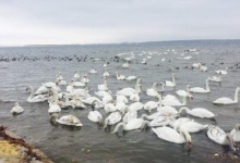 Лебеді «окупували» водосховище Хмельницької АЕС
