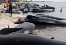 Понад 400 дельфінів викинулися на берег Нової Зеландії
