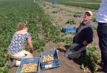 Два врожаї картоплі за один рік на Волині — реально!