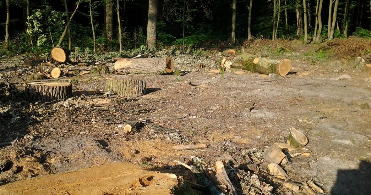 На волинських лісників завели кримінал за суцільні «санітарні» рубки на території національного парку