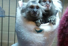 Луцькому зоопарку подарували карликових мавпочок