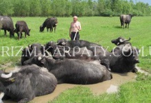 На Закарпатті є ферма буйволів