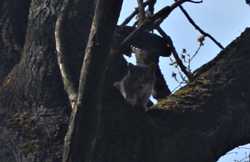 Кіт просидів на дереві п’ять діб