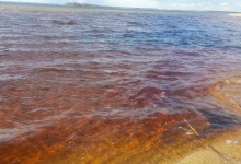 Вода в озері Світязь стала коричнево-брудною