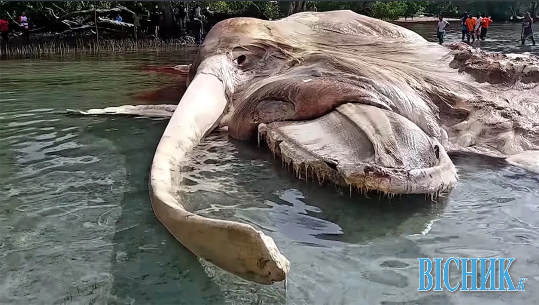 На пляжі Індонезії знайшли 15-метрового незвичного вигляду кита