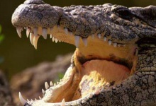 Крокодили розірвали священика, який «ходив по воді»