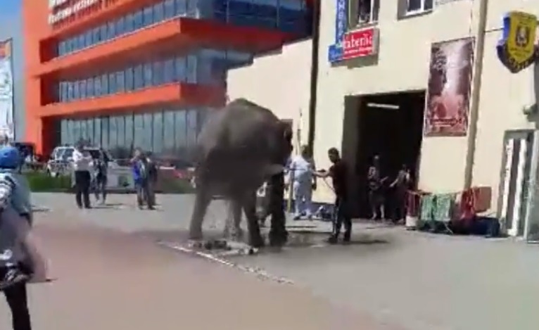 На автомийку привели... слона