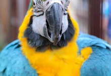 Ресторатор подарував Луцькому зоопарку рідкісного папугу