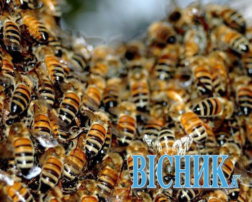 Рятувальників викликали до бджіл
