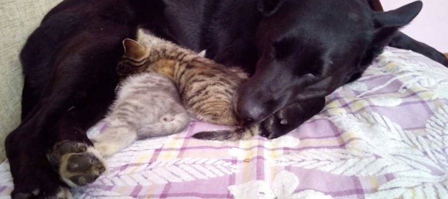 Собака стала мамою для... кошенят