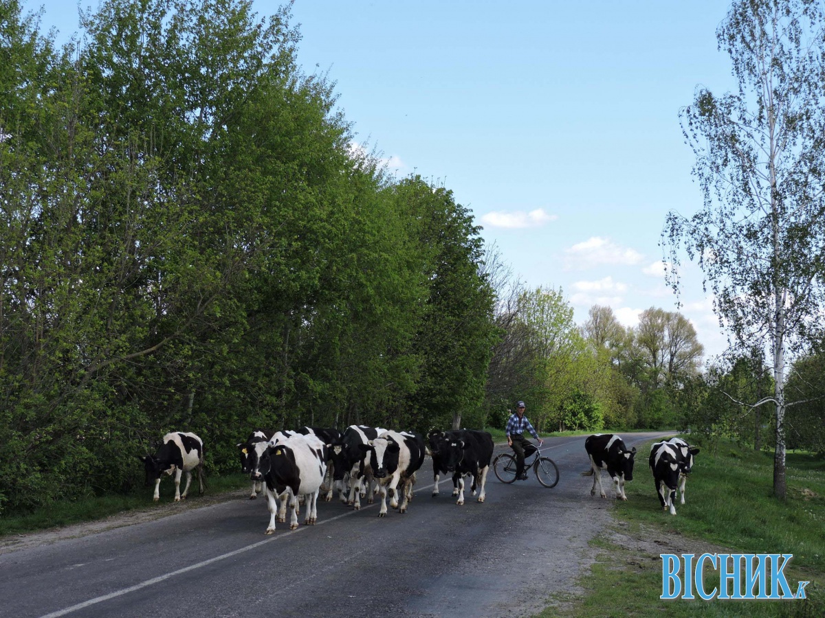 В Україні можуть відмовитися від молока, яке здають хазяї-одноосібники