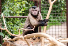 У Луцькому зоопарку — нові мавпи