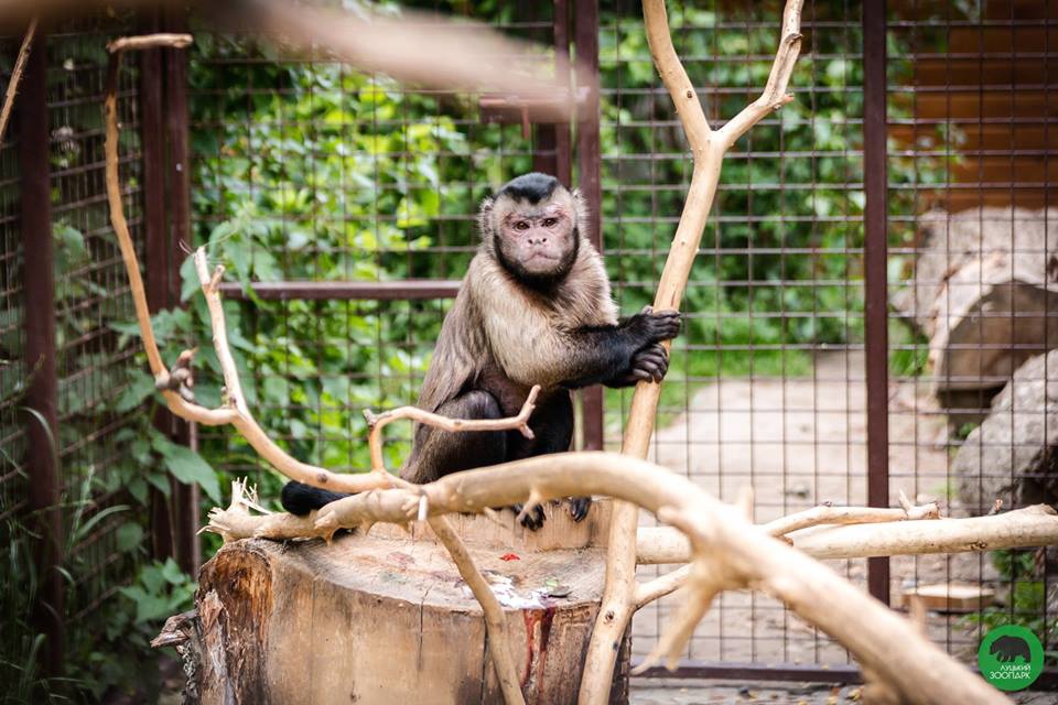 У Луцькому зоопарку — нові мавпи