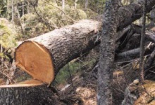 Дерево вбило лісорубів