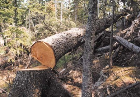 Дерево вбило лісорубів