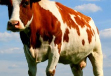 На Тернопільщині чоловіка вбила… корова