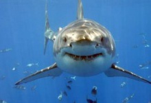 Закарпатець у Єгипті врятував австрійську туристку від акули!