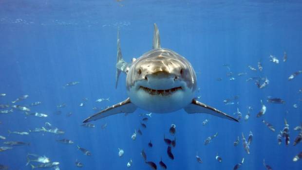 Закарпатець у Єгипті врятував австрійську туристку від акули!