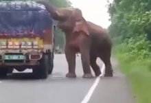 Слон зупинив вантажівку, щоб… поїсти картоплі (відео)