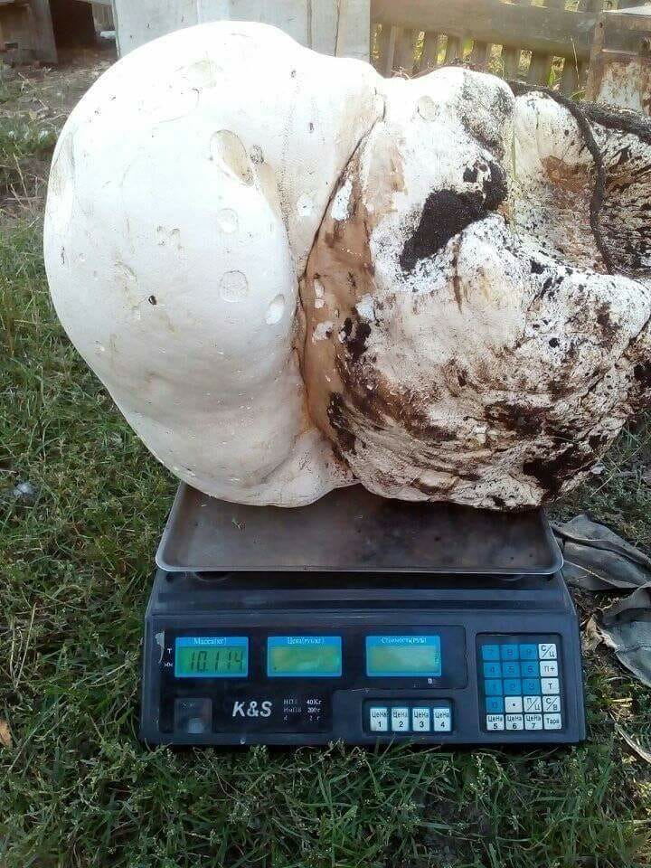 Волинянин знайшов 10-кілограмового гриба