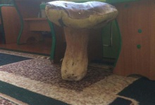 Волинянин знайшов білий гриб розміром з відро