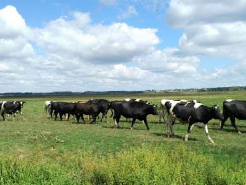 На Волині поділили державну допомогу на розведення худоби